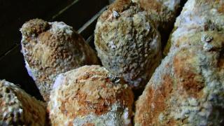 'Niğde Mavisi' 7 ay mağarada bekleyip lezzetleniyor