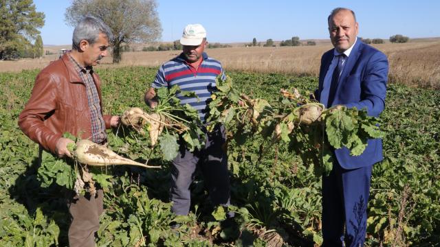 Yozgatta kuraklık şeker pancarı verimini olumsuz etkiledi