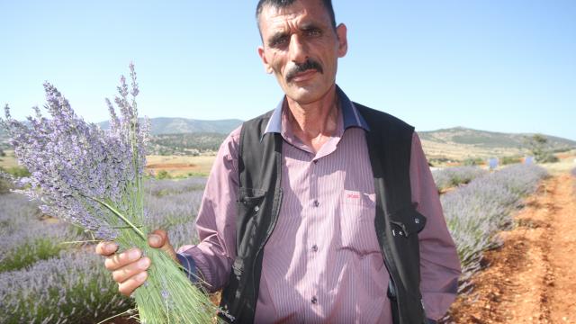 Konyanın organik çilek üretim merkezi Hüyükte lavanta üretimi yaygınlaşıyor