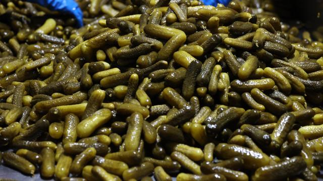 Gedelek turşusunun kış sofralarına yolculuğu başlıyor