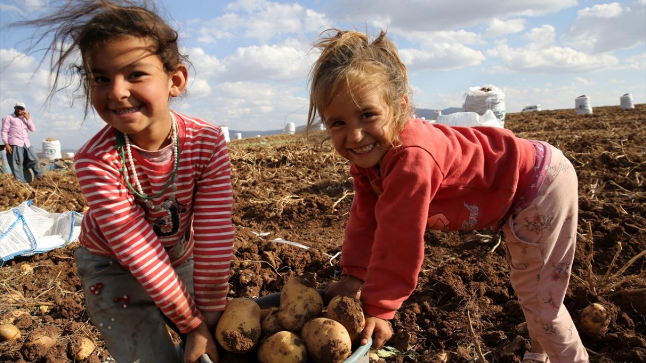 18 bin ton rekolte bekleniyor