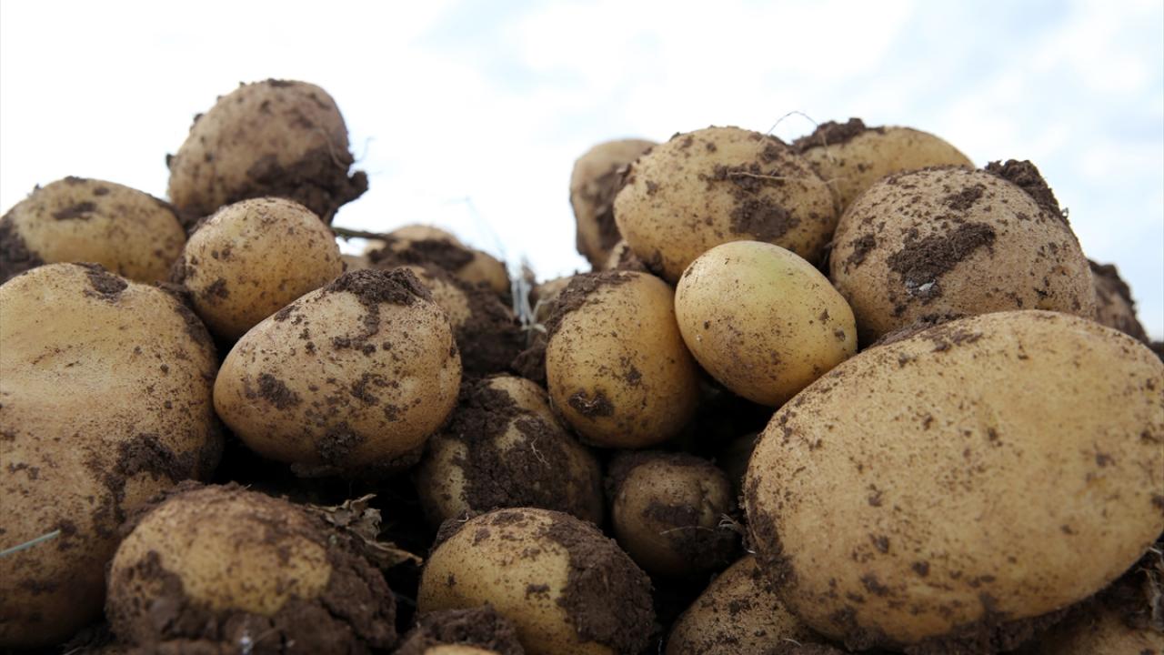 "Kuraklıktan kaynaklı verim kayıplarını çok fazla yaşamadık"
