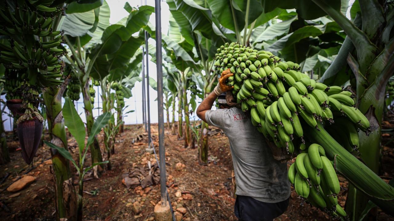 "Tüketici muzu hak ettiği fiyata tüketemiyor"