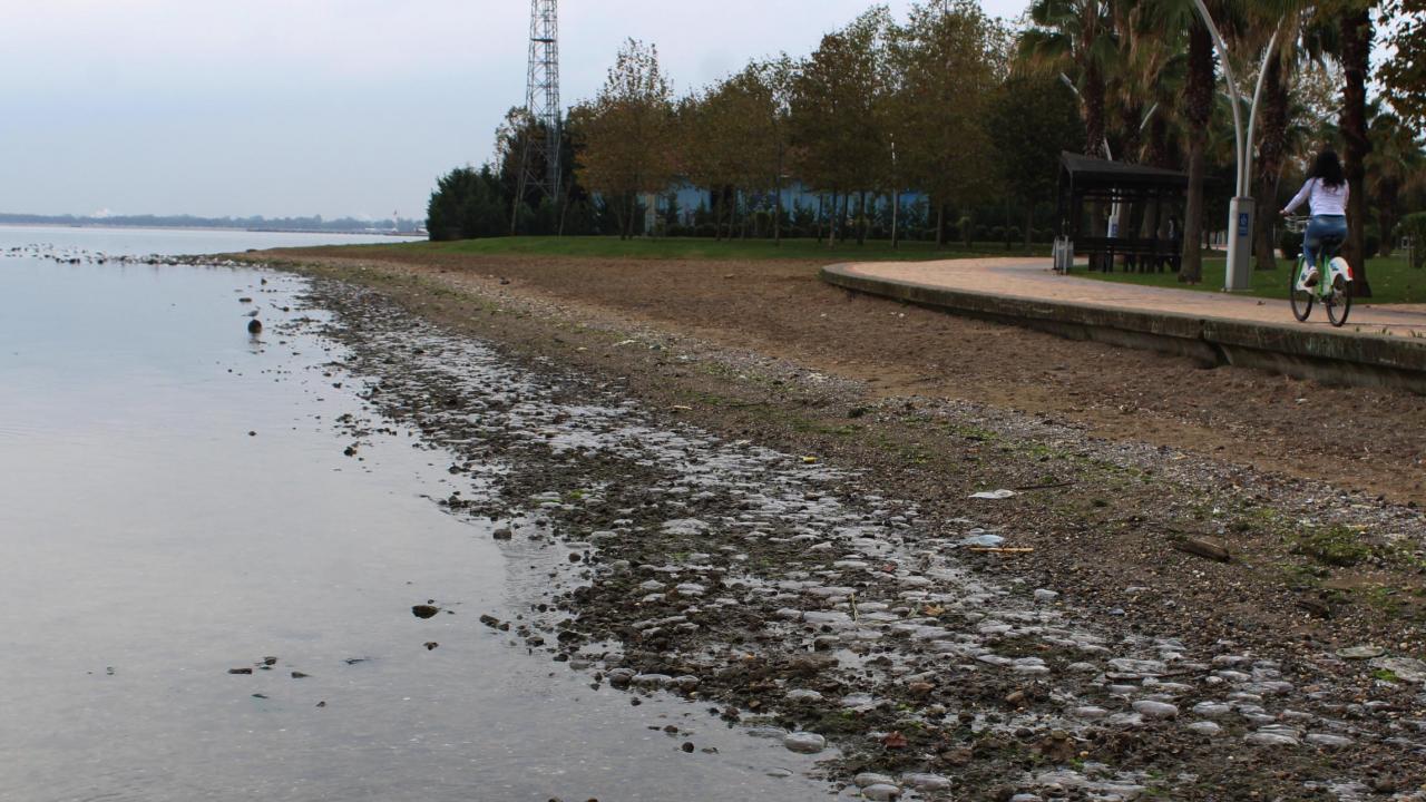 "Sahilde ölü denizanaları dikkatimizi çekti"