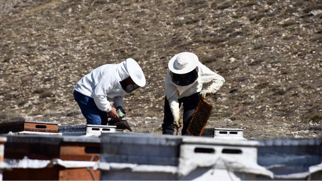 Hobisi işe dönüştü, 7 ton bal üretiyor
