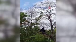 Dallara takılan güvercini itfaiye ekipleri kurtardı