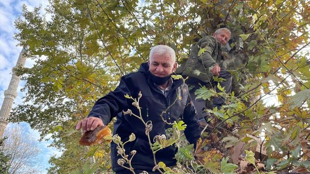 160 yıllık ağaçtan toplanan bal vatandaşlara ikram edildi