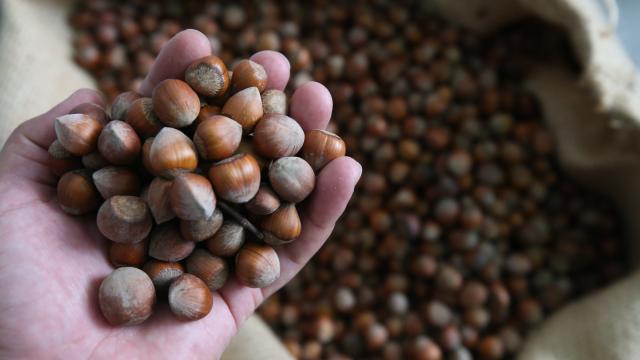 Üreticilere 40 bin fındık fidanı dağıtılacak
