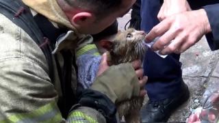 Dumandan etkilenen kedi kalp masajıyla hayata döndü