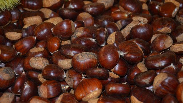Aydında sezonun ilk kestanesi 120 liradan satıldı