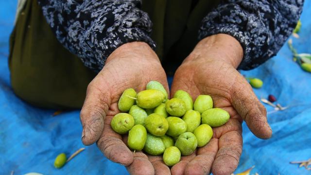 Asırlık zeytin ağaçlarının bulunduğu Derikte meşakkatli mesai başladı