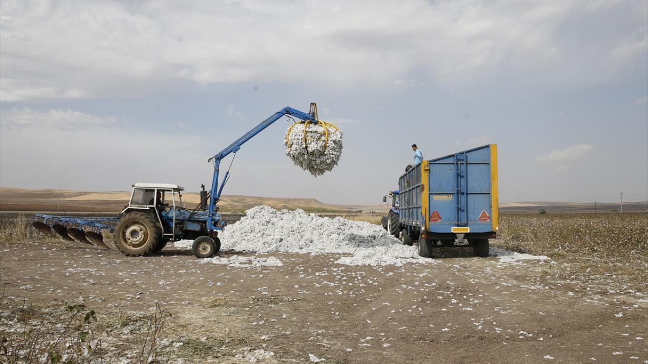 Dekara 450 kilogramın üzerinde verim