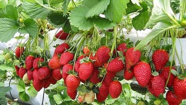 Kale çileği kadınlara ve gençlere gelir kapısı olacak