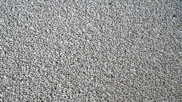 Niğdede kuru fasulye ekim alanı arttı