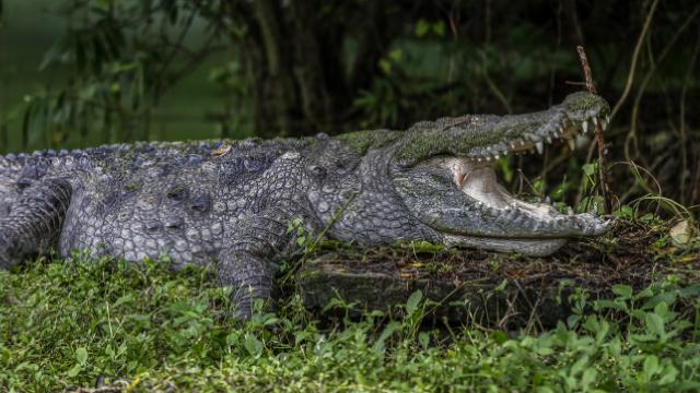 8 yaşındaki çocuğu timsah yuttu
