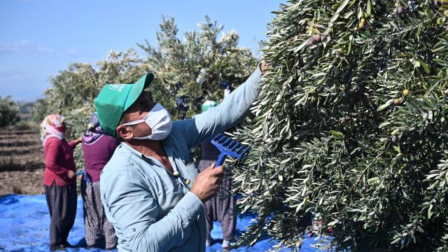 Osmaniyede zeytin hasadı başladı