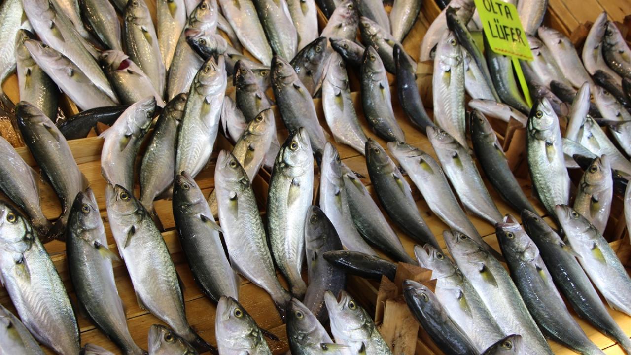 "Müsilajdan dolayı avlanamayan balıklar şimdi lüfer oldu"