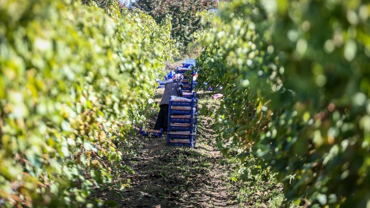 "Bir zincir market 800 ton ürün alıyor"