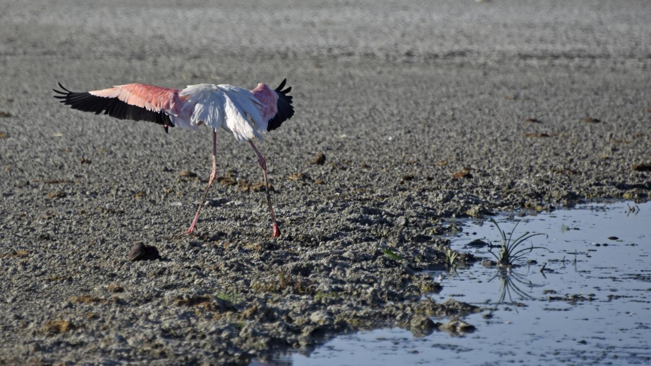 "30 yıla kadar Tuz Gölü`nü kaybedebiliriz"