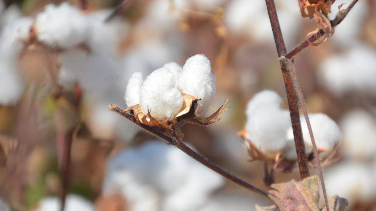 "Rekolte beklenenin üzerinde"