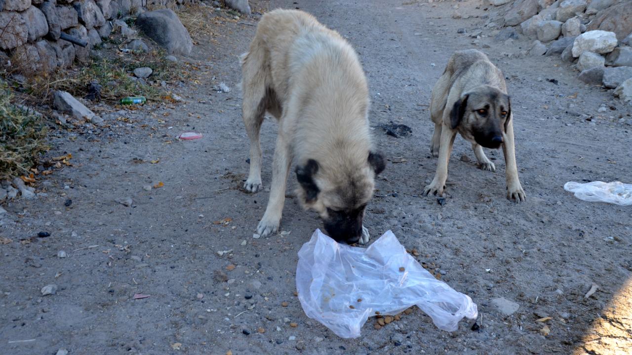 "Hayvanlar perişan, bir an önce buraya el atılması lazım"