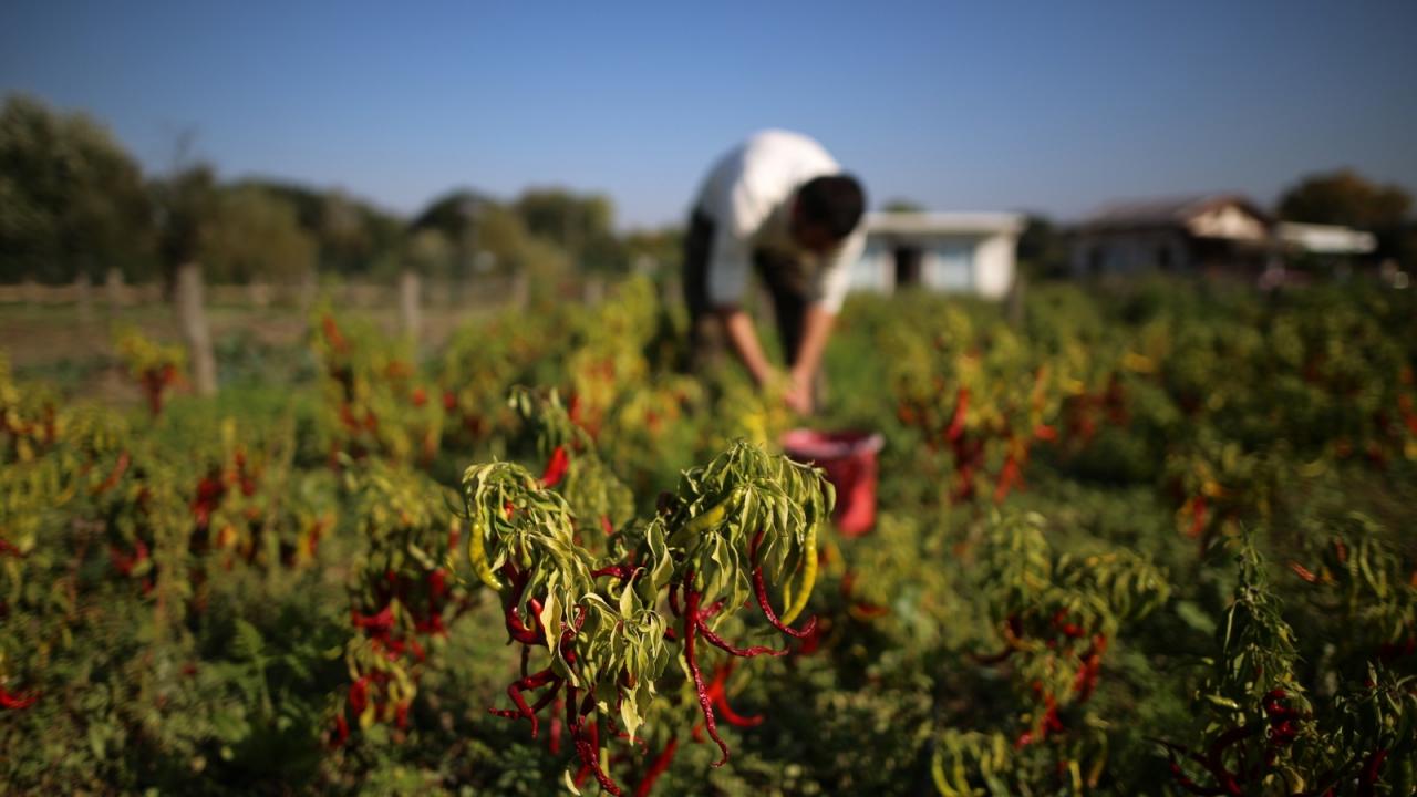 Tarlada çalışacak işçi bulamıyoruz