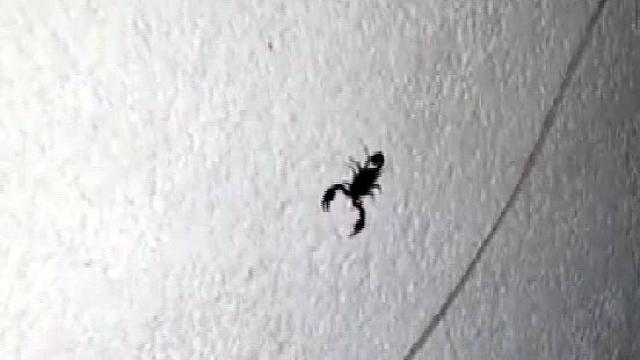 Sarıyerde mahalleyi akrep ve fareler bastı