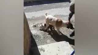 Yavrularının düştüğü kuyunun başından ayrılmadı