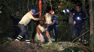 Kuyuya düşen ineği itfaiye çıkardı