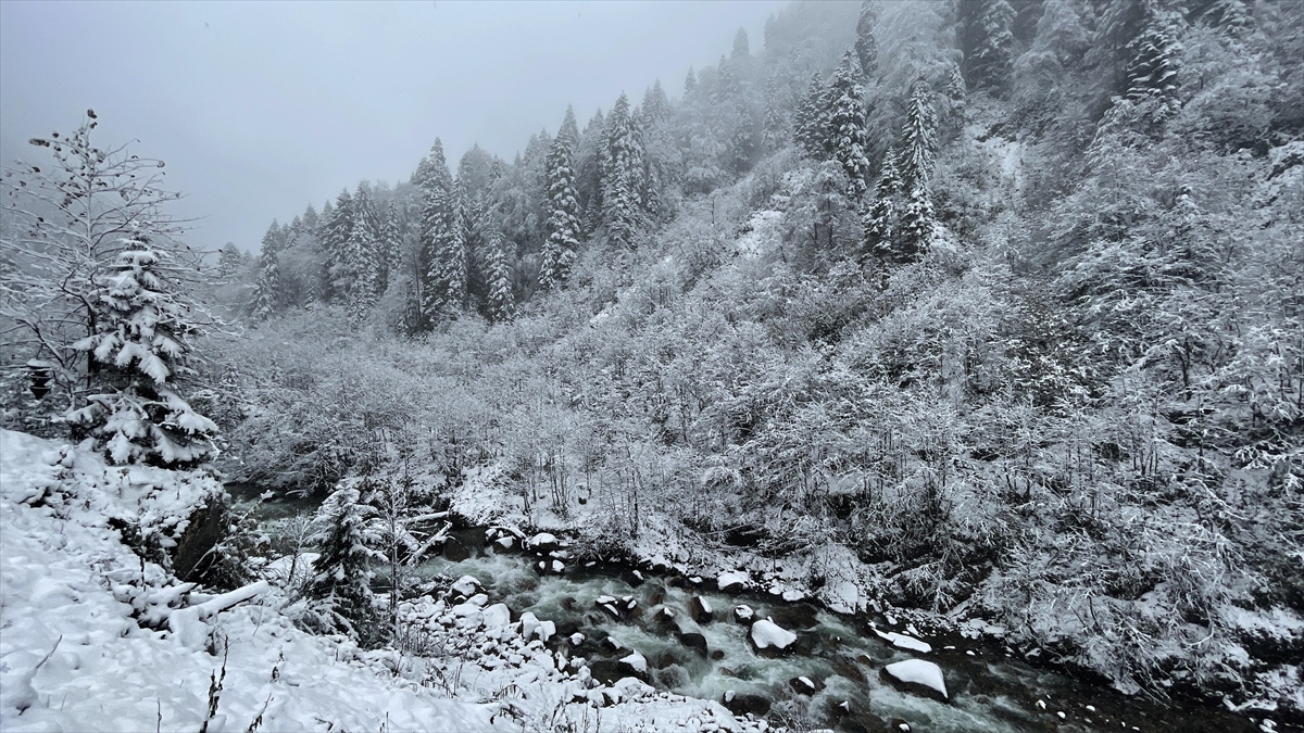 Rize