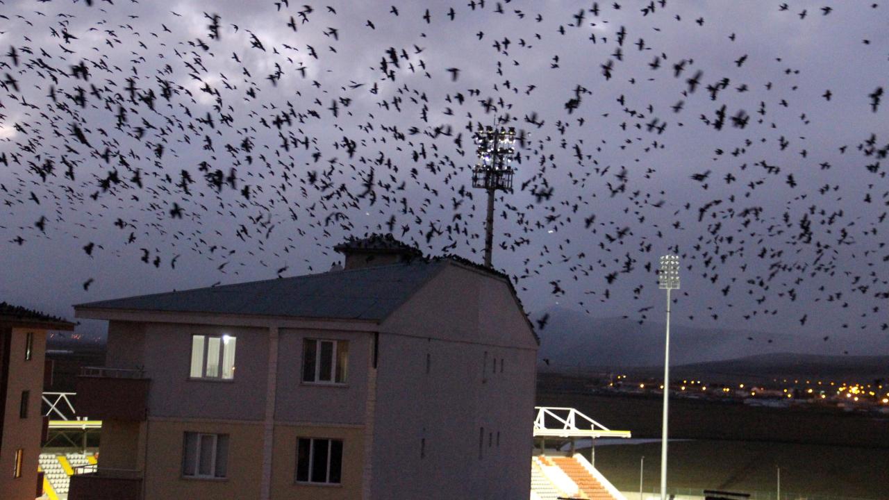 "Küçük canlılar açık hedefte av oldu"