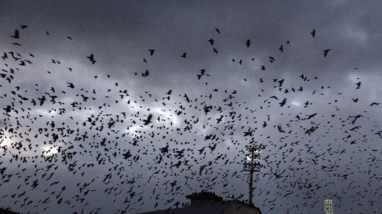 "Bu sene bol kargalı bir kış geçireceğiz"