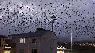 Aylar sonra geri döndüler: Ardahan'da yine karga istilası
