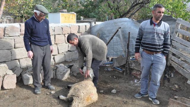 Ağıla giren kurtlar 13 koyunu telef etti