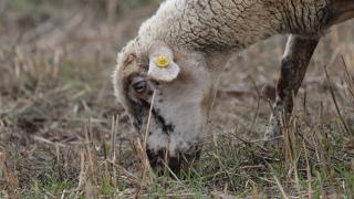 8 köyde uygulanan 'mavi dil hastalığı' karantinası sona erdi