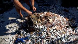Akdeniz'de balıktan çok çöp çıkıyor, balıkçılar nadas istiyor
