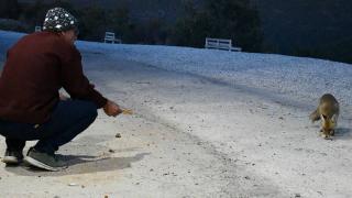 Tavuklarını yiyen tilkileri elleriyle besliyor