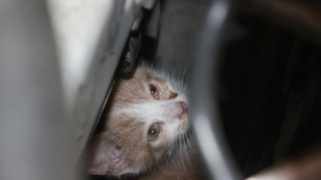 Osmaniye De Otomobilin Motor Bolumunde Sikisan Kedi Yavrusunu Itfaiye Kurtardi Son Dakika Haberleri