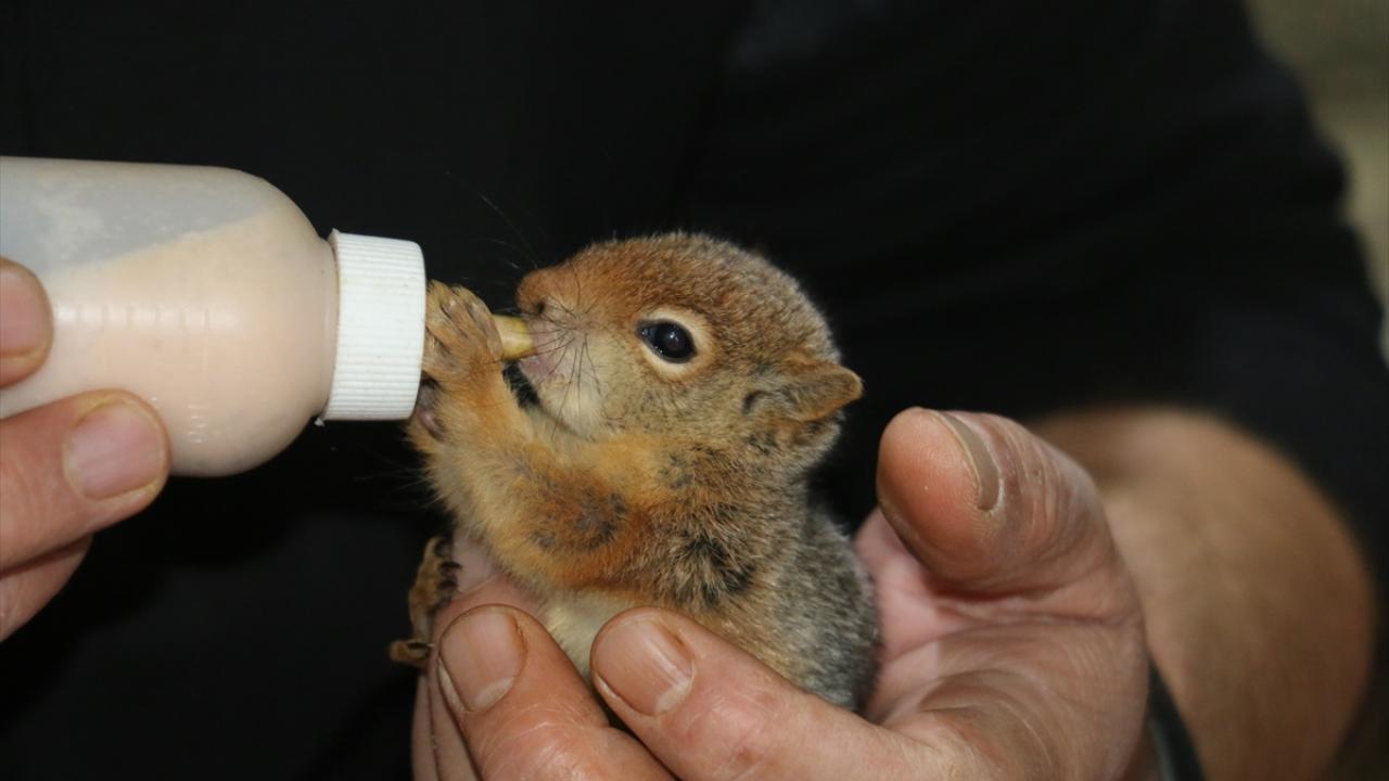 Sincaplar esnafın maskotu oldu