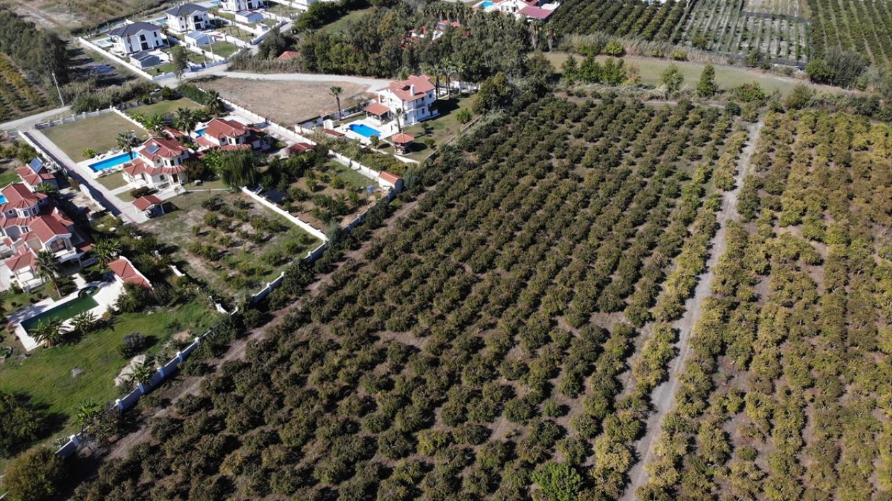 Dalyan`da 15 bin ton nar üretiliyor, bunun 13 bin tonu ihracata gidiyor
