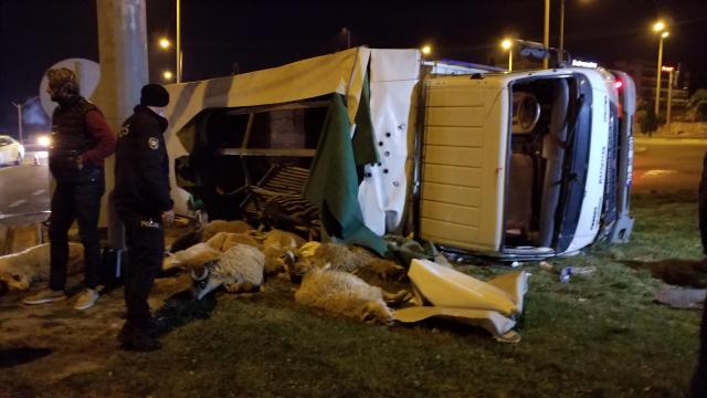 Devrilen kamyonetteki 15 küçükbaş hayvan öldü