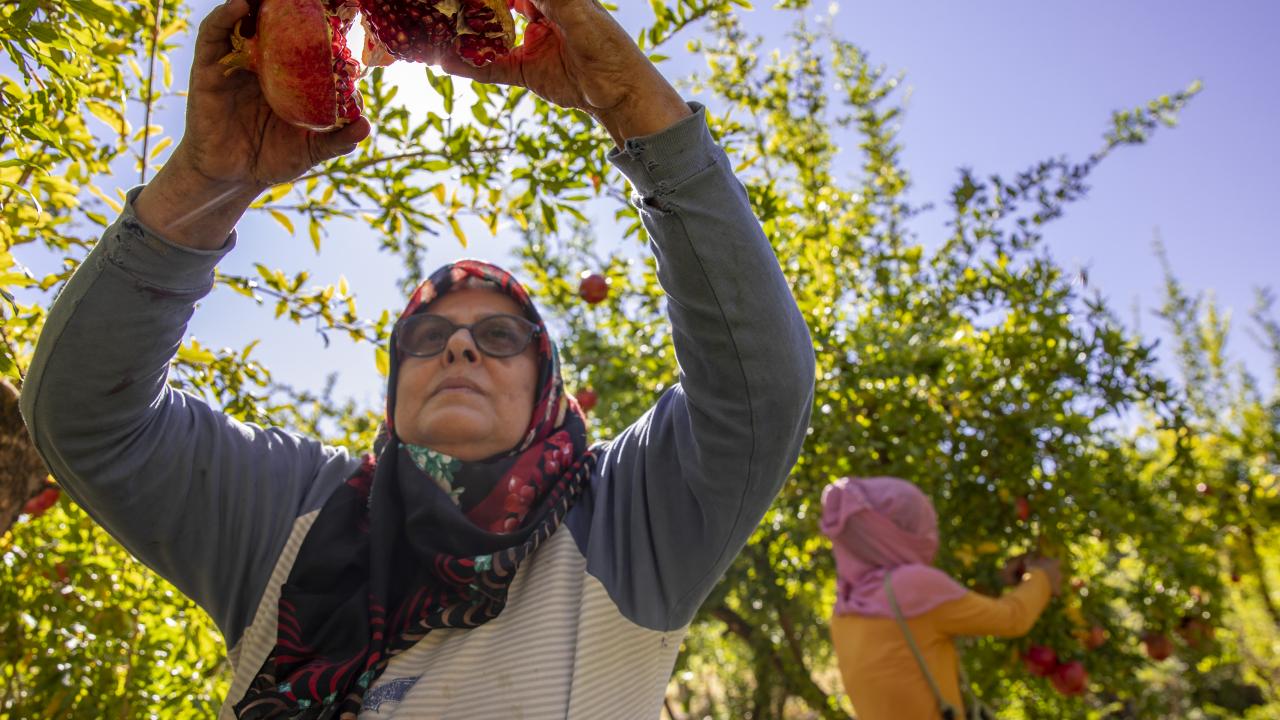 "Akdeniz iklimi özellikleri taşımaktadır"