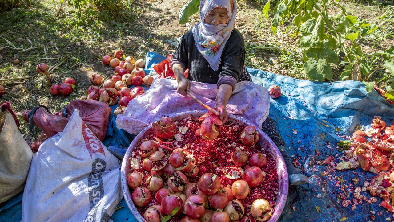 Nar yetiştirme geleneği var