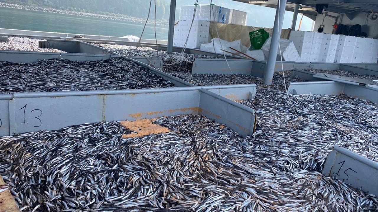 "Bu yıl hamsi çok iyi ve iri oldu"