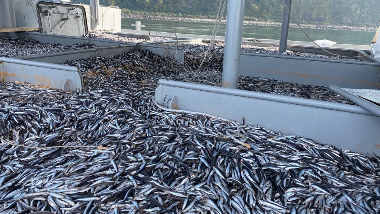 "Bu şekilde hamsi beklemiyorduk ama çok güzel gidiyor"