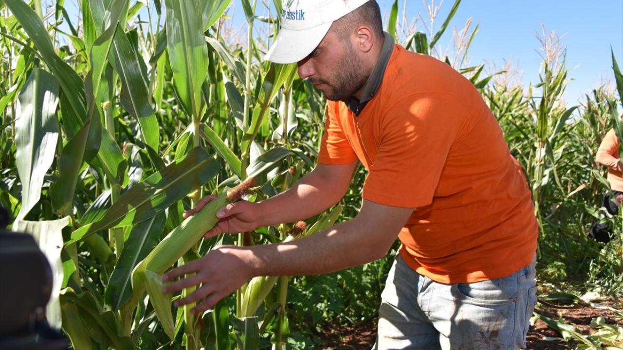 "Tarlada çalışmak ve toprakla iç içe olmak huzur veriyor"