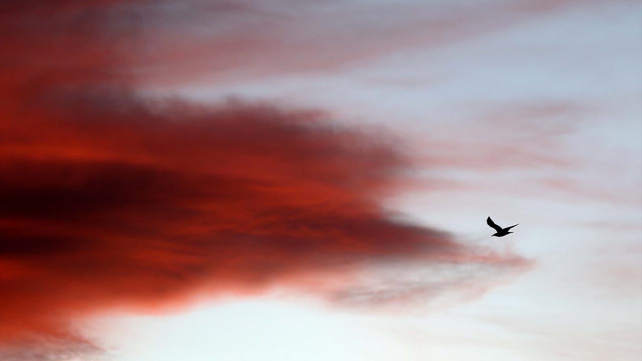 "Burası kuşlar için önemli bir merkez"