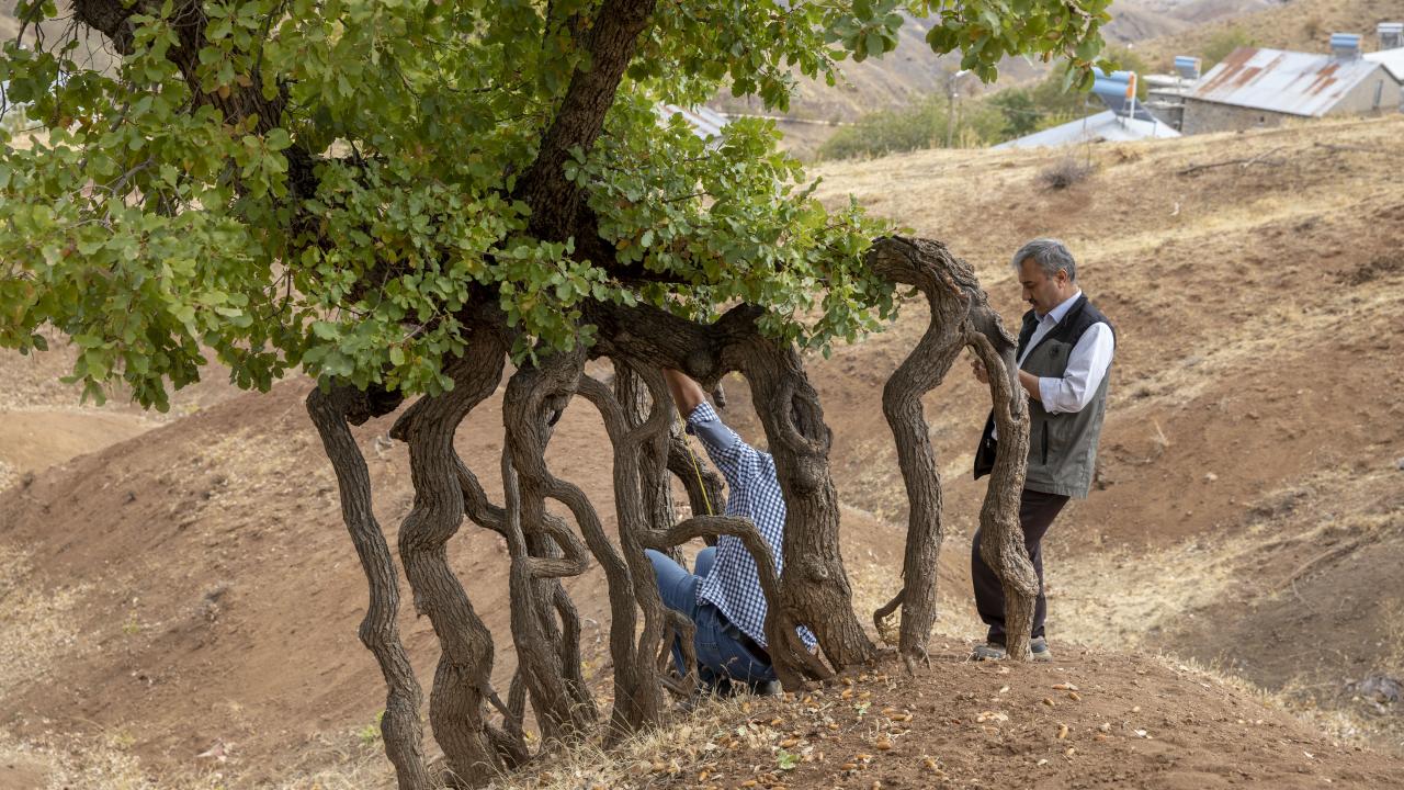 "Ağaçlandırma çalışmalarıyla toprağı yerinde tutmaktayız"