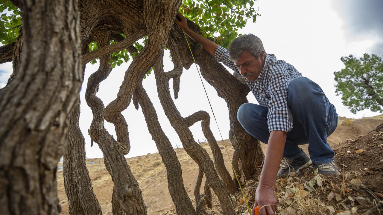 "Küresel kuraklıkla mücadelenin en kolay ve en ucuz yolu ağaçlandırma"