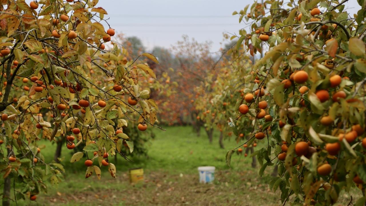 "Bölgemizin hurma kalitesi birinci düzeyde"